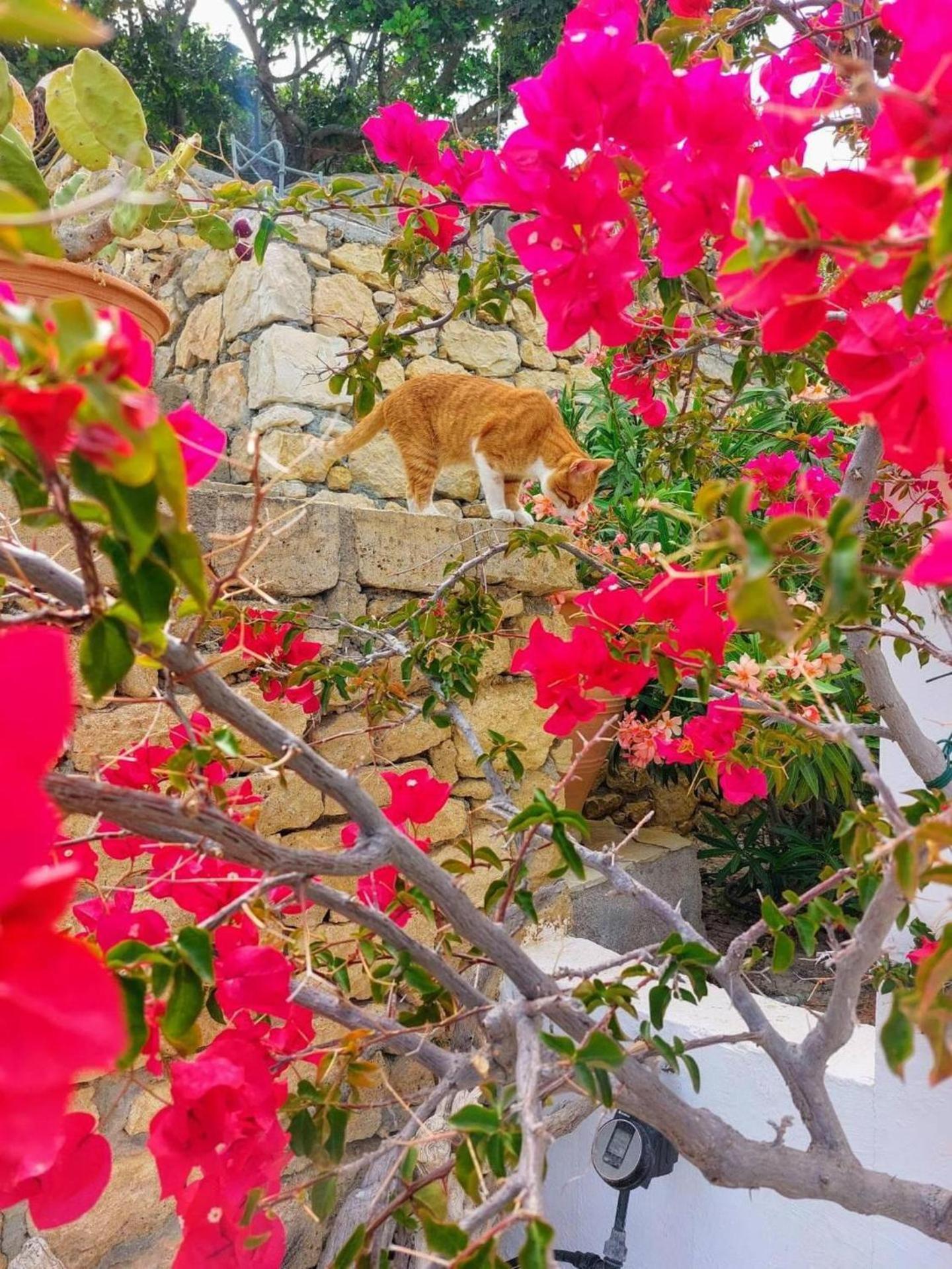 Tranquil Villa With Sea View In Ammopi Karpathos Amoopi Exteriör bild
